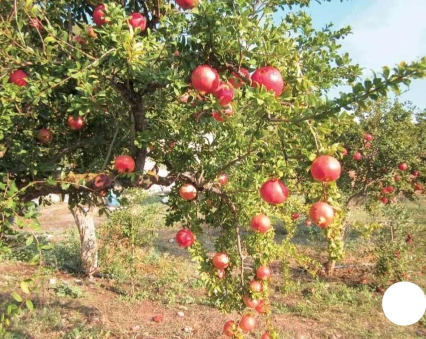 Land in Andros