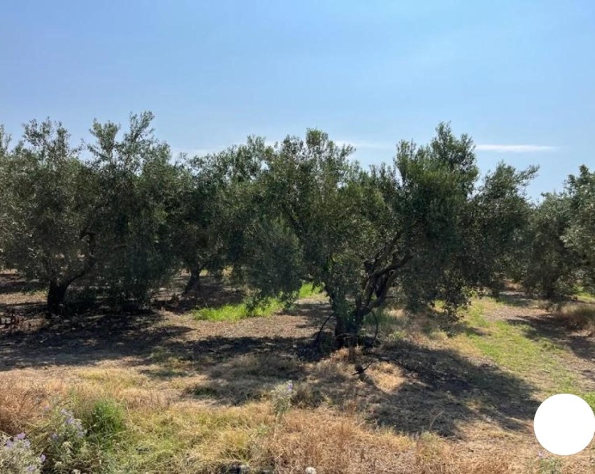 Landwirtschaftliches Grundstück, Nea Kallikratia, Chalkidiki